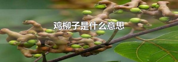 鸡柳子是什么意思