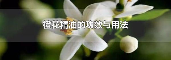 橙花精油的功效与用法