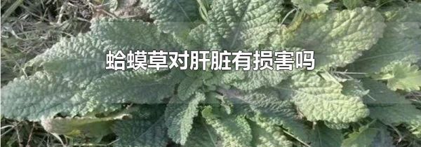 蛤蟆草对肝脏有损害吗