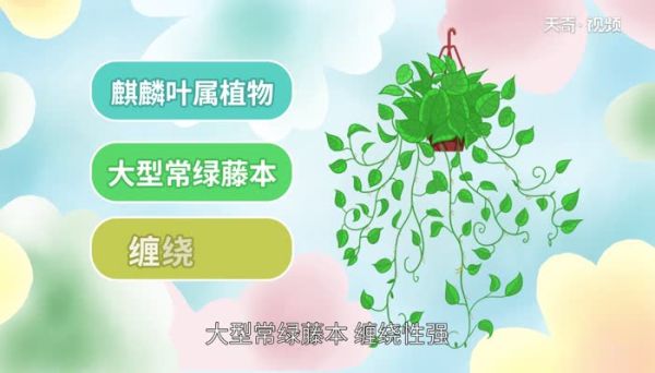 绿萝的作用 绿萝有什么作用