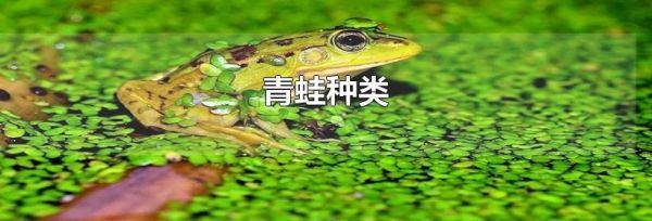 青蛙种类