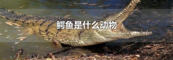 鳄鱼是什么动物