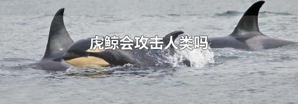 虎鲸会攻击人类吗