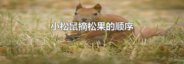 小松鼠摘松果的顺序