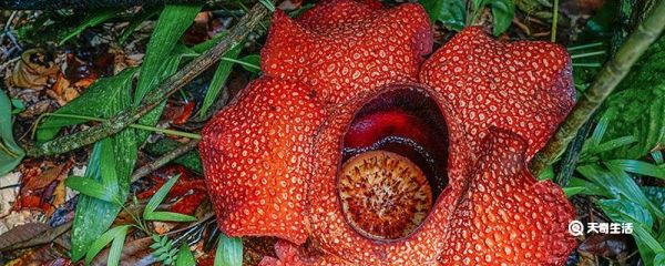 为什么大王花有臭味 大王花为什么有臭味