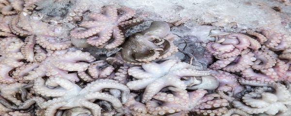 八爪鱼是鱿鱼还是章鱼 八爪鱼鱿鱼和章鱼的区别