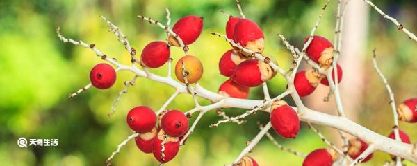 槟榔保质期 鲜槟榔怎么保存