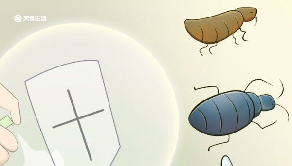 姬兜和独角仙的区别 姬兜和独角仙的区别是什么