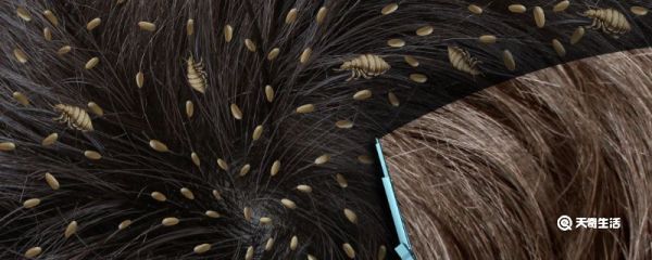 姬兜和独角仙的区别 姬兜和独角仙的区别是什么