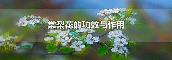 棠梨花的功效与作用