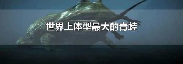 世界上体型最大的青蛙