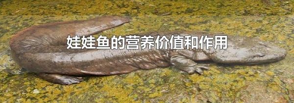 娃娃鱼的营养价值和作用