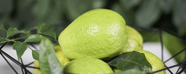 番石榴如何吃 番石榴怎么吃