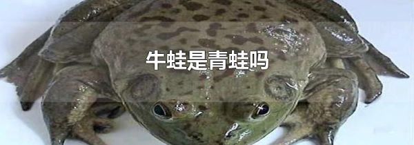 牛蛙是青蛙吗