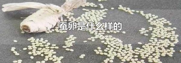 蚕卵是什么样的