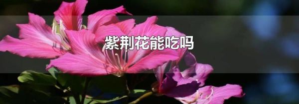 紫荆花能吃吗