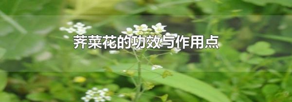 荠菜花的功效与作用点