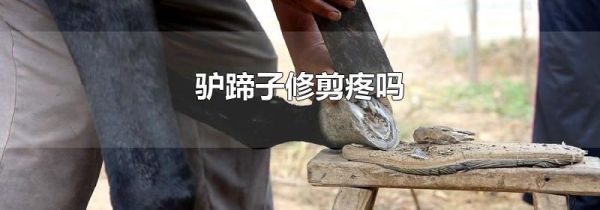 驴蹄子修剪疼吗