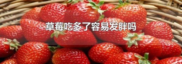 草莓吃多了容易发胖吗