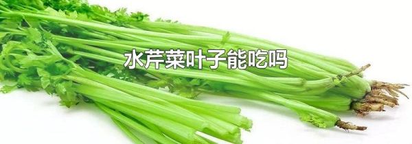 水芹菜叶子能吃吗