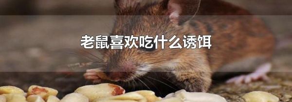 老鼠喜欢吃什么诱饵