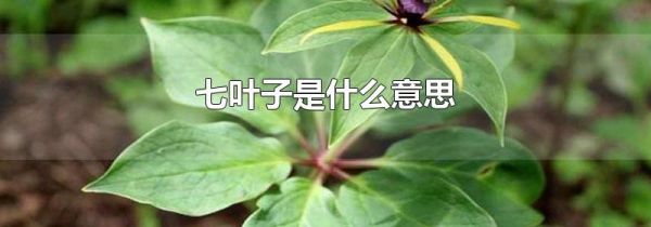 七叶子是什么意思
