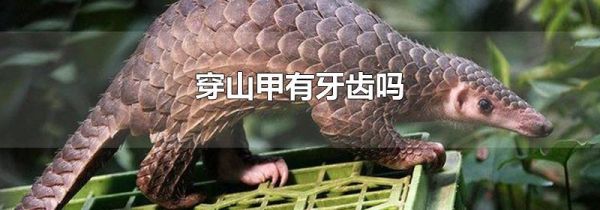穿山甲有牙齿吗