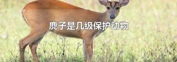 麂子是几级保护动物