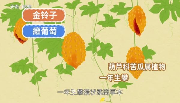 金铃子是什么 金铃子怎么吃