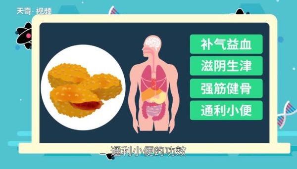金铃子是什么 金铃子怎么吃