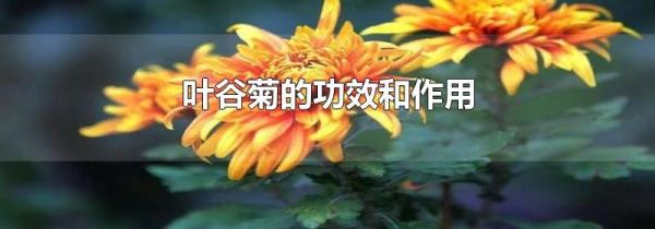叶谷菊的功效和作用