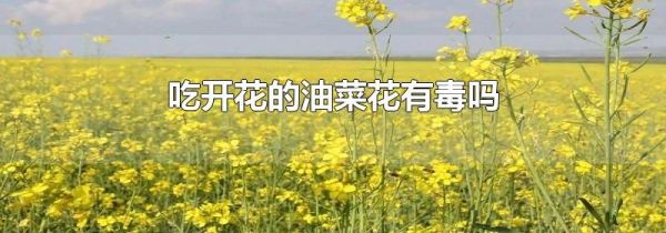 吃开花的油菜花有毒吗