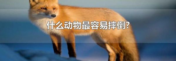 什么动物最容易摔倒?