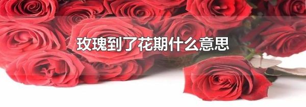 玫瑰到了花期什么意思