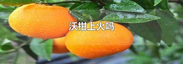 沃柑上火吗