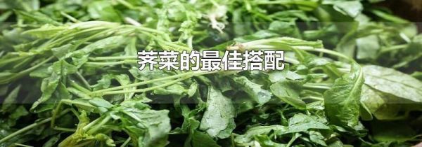 荠菜的最佳搭配