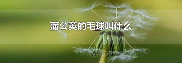 蒲公英的毛球叫什么