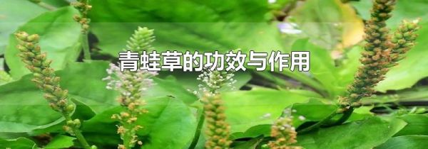 青蛙草的功效与作用
