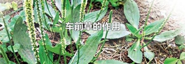 车前草的作用
