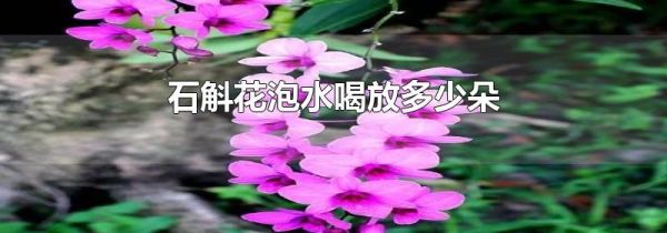 石斛花泡水喝放多少朵