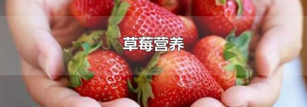 草莓营养