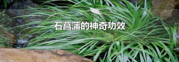 石菖蒲的神奇功效