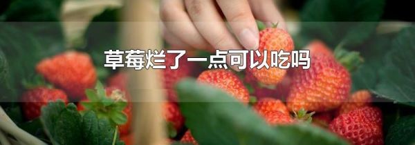 草莓烂了一点可以吃吗