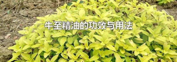 牛至精油的功效与用法