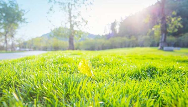 保护草地的警示语 保护草地的警示语有哪些