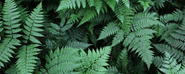 保护草地的警示语 保护草地的警示语有哪些