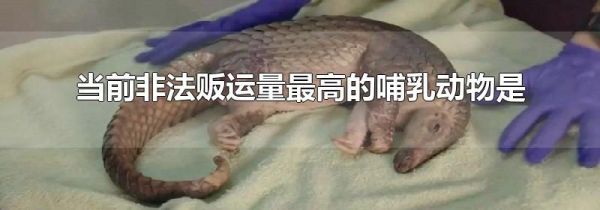 当前非法贩运量最高的哺乳动物是