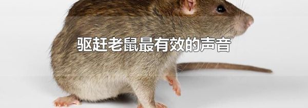 驱赶老鼠最有效的声音