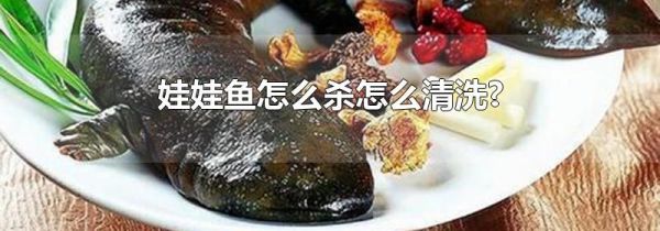 娃娃鱼怎么杀怎么清洗?
