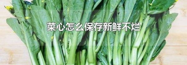 菜心怎么保存新鲜不烂